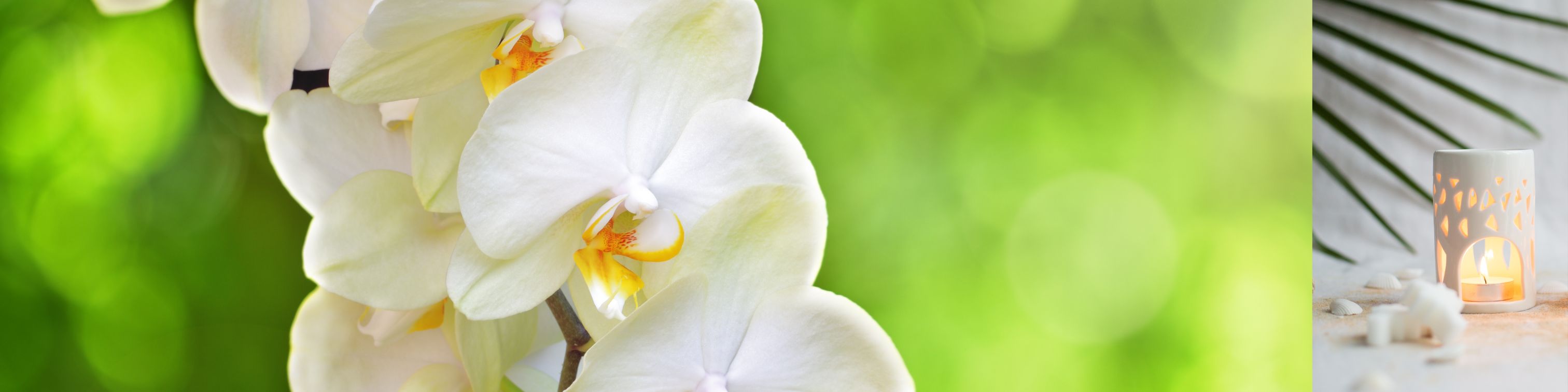 Fondant parfumé Orchidée Blanche